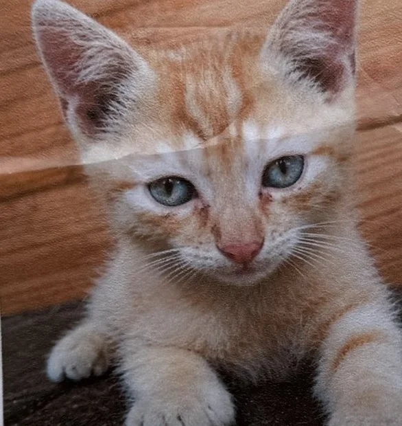 Kater Teddy, ein junger rot getigerter Kater mit hellblauen Augen